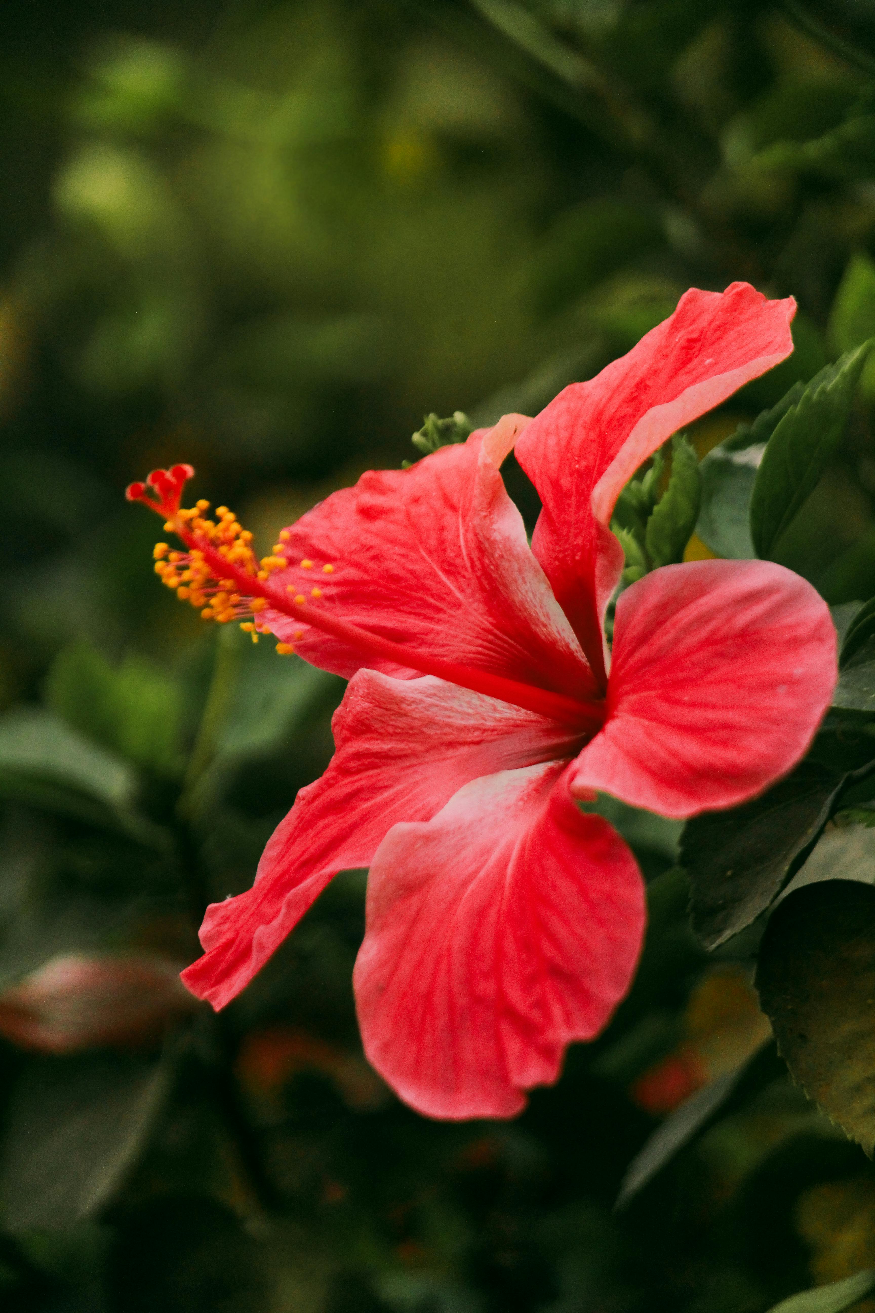 hibiscus