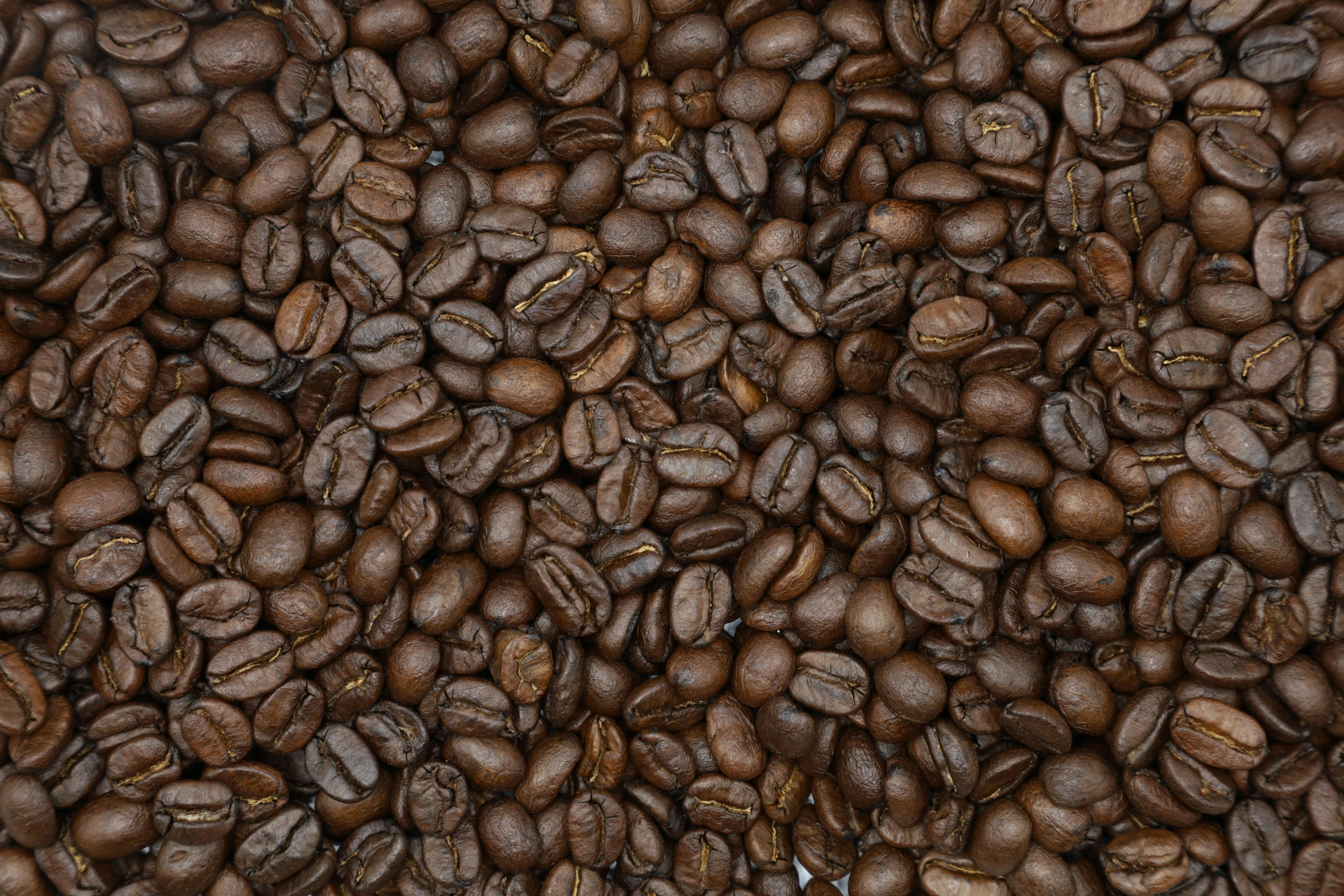 robusta